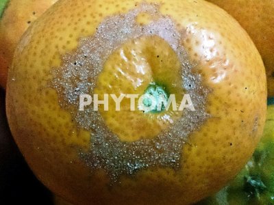 Fruto maduro con el daño en forma de cicatriz circular alrededor del pedúnculo producido por Pezothrips kellyanus.